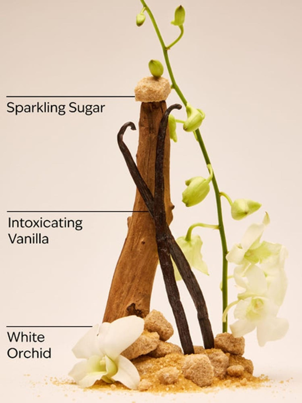 Warm Vanilla Sugar Body Wash